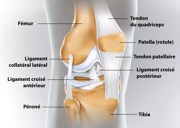 Illustration présentant les tendons et ligaments du genou